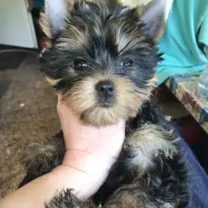 Yorkshire Terrier - Ofélia