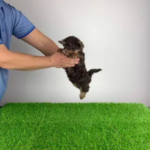 Yorkshire Terrier - Levis