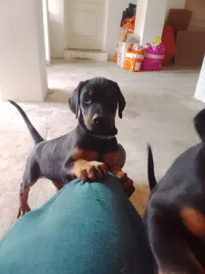 Dobermann - Izodora 