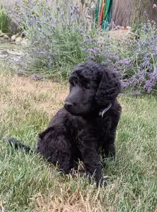 Caniche Grand - Miracoli Di Bramasole Aragorn 