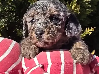 Cavapoo - Céline