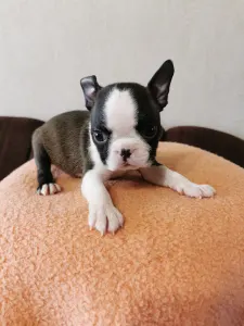 Boston Terrier - Wide Wings Bunny