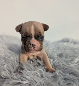 Francia bulldog - Jason