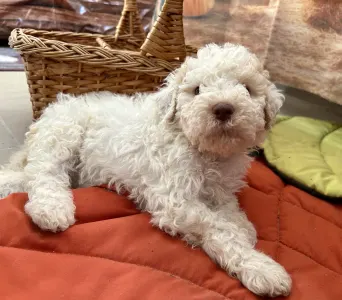 Lagotto Romagnolo - Sally Scull