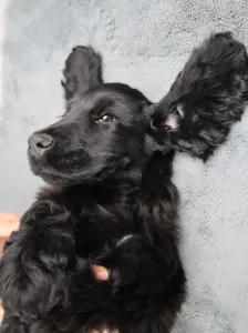 Angol Cocker spániel - Spirit Of Midnight