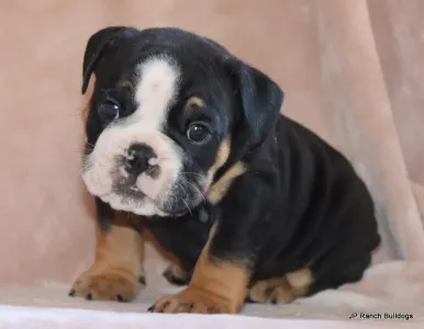 Englische Bulldogge - King On Hold