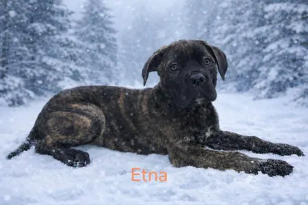 Cane Corso Italiano - Forza Di Diavolo Etna