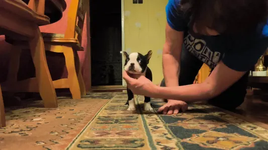 Bostonský teriér - Kiara