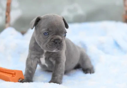 Francuski buldog - Monty