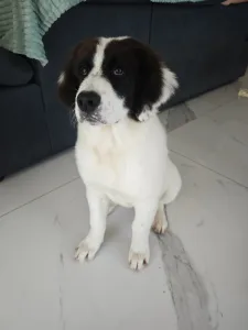 Landseer - Angel