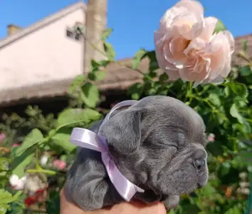 Francia bulldog - Nala