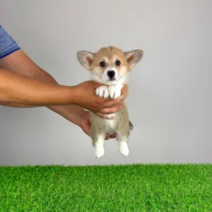 Welsh Corgi Pembroke - Rina