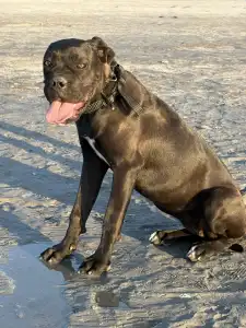 Chien de cour italien - Sonja