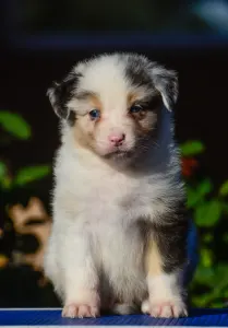 Berger australien - Winstead Nothing Else Matters