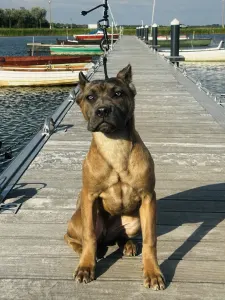 Cane corso - Cappucino