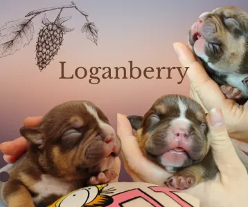 American Bully - Standard - Loganberry