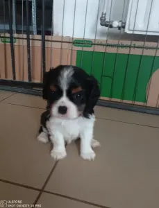 Cavalier King Charles Spaniel - Grafit