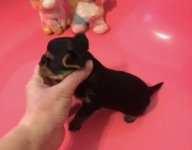 Yorkshire Terrier - Pandora