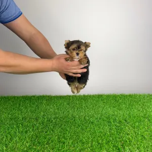 Yorkshire Terrier - Nandi