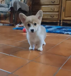 Welsh Corgi Pembroke - Dorina