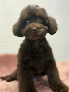 Poodle Miniature - Dóra ( Little Dwarf )