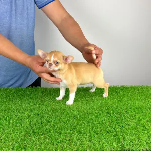 Chihuahua - Zimba 