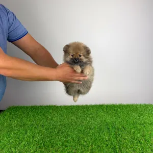 Померанский шпиц - Onita