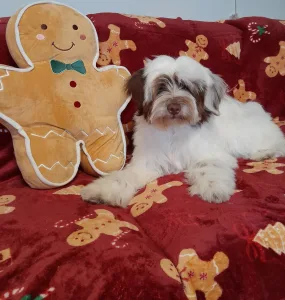 Tibetan Terrier - James Bond