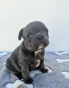 French Bulldog - Edward