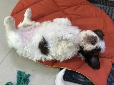 Lagotto Romagnolo - Doc Holliday