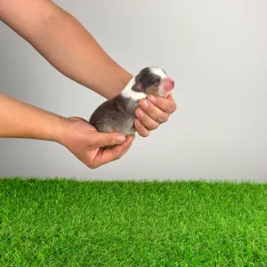 Australian Shepherd - Dorabella 