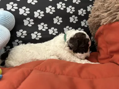 Lagotto Romagnolo - Big Nose Kate
