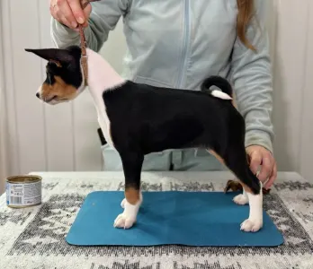 Basenji - Perfect Check Lucky Alien 