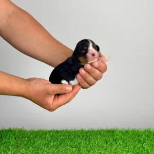 Кавалер кинг-чарльз-спаниель - Marie