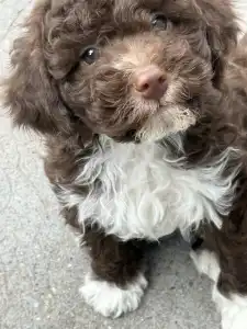 Romagna Water Dog - Csoki