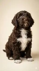 Portuguese Water Dog - Baron Bold Stella Maris