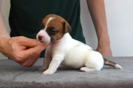 Jack Russell Terrier - Xyra