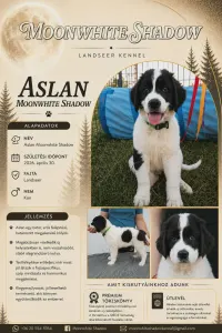 Landseer - Aslan