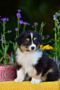 Australian Shepherd - Gingers Heritage Route King
