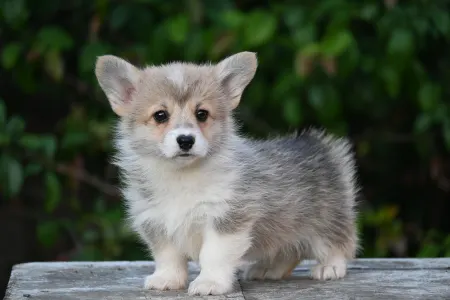 Pembroke Welsh Corgi - Hóvirág