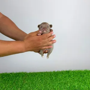 Chihuahua - Hurry