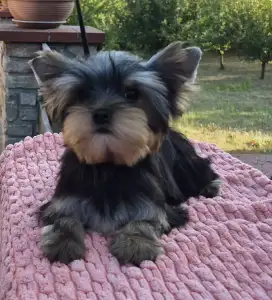 Yorkshire Terrier - Quaff (show And Breeding Potential)