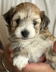 Havanese - Xenso