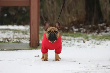 Bulldog francez - Hajósbulldy Milkman
