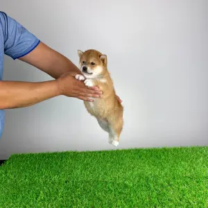 Shiba Inu - Whoops