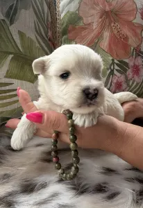 West Highland White Terrier - Buddy