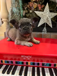 Bulldog francese - Fluffy