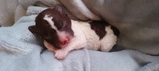 Lagotto Romagnolo - Lagotto Passion Bel Ami Matteo