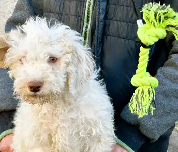 Romagna Water Dog - Zummi Gummi