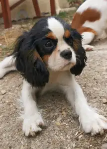 Cavalier King Charles Spaniel - Jackson